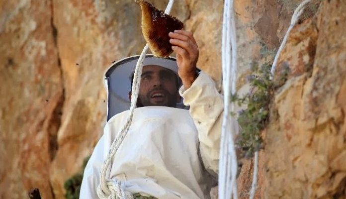 Kaya balı hasadı için ölümü göze alıp dağlara tırmanıyorlar.